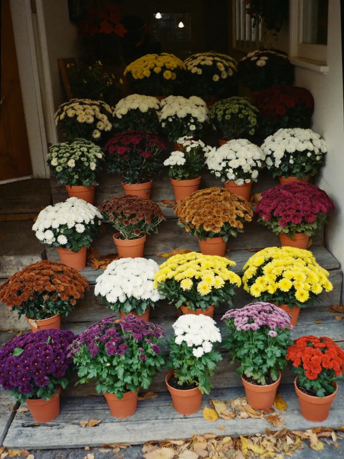 Chrysanthèmes en pot sur les marches d’une boutique, image d’ambiance générée