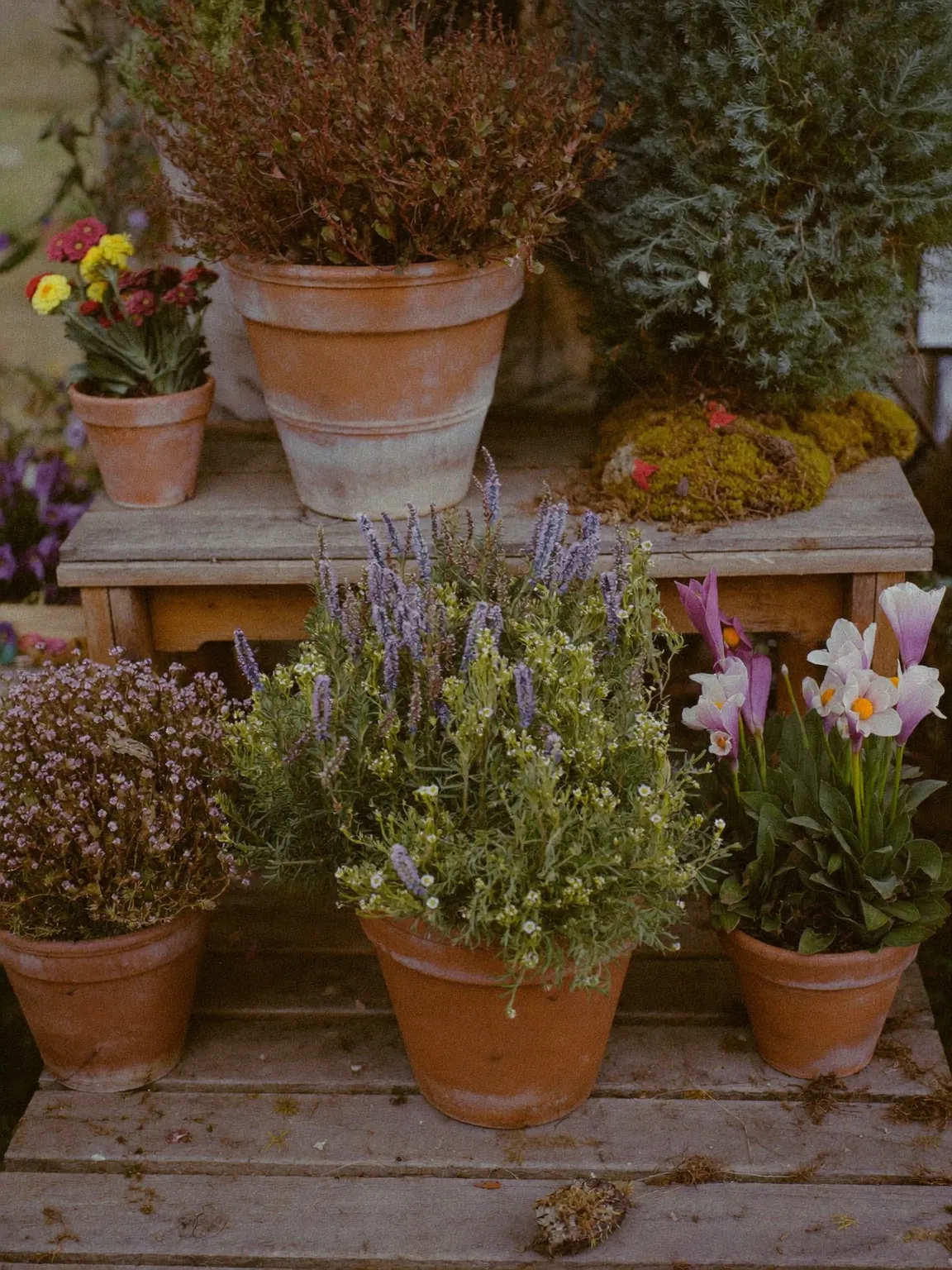 Plantes de saison en pot, image générée